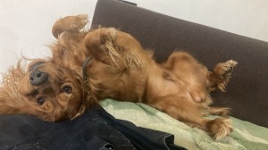 Create meme: Spaniel dog, Spaniel, Cocker Spaniel