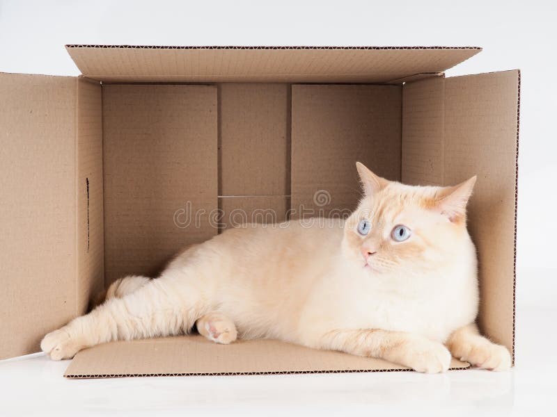 Создать мем: кот в коробке, кошка, кот лежит в коробке