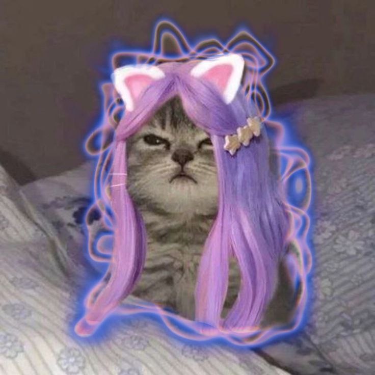 Создать мем: кошечки милые, кошка в парике, кошка лана