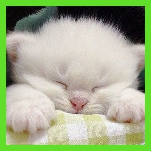 Create meme: sleeping kitten, sweet dreams kitten, sleeping cat