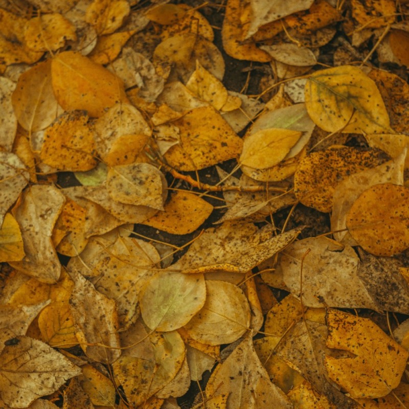 Create meme: yellow foliage, leaves background, autumn leaves