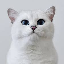 Создать мем: кот коби, кошка коби, белая британская шиншилла коби