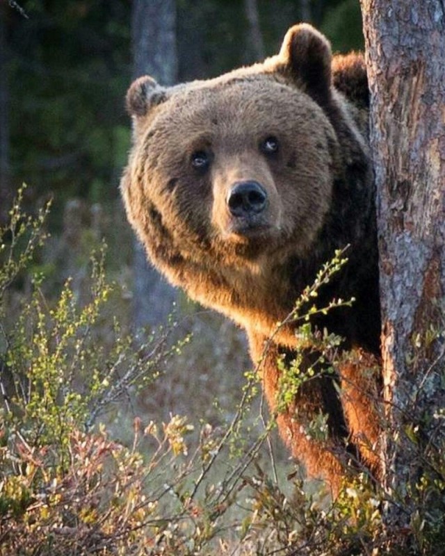 Создать мем: большой бурый медведь, бурый медведь в лесу, гризли североамериканский бурый медведь