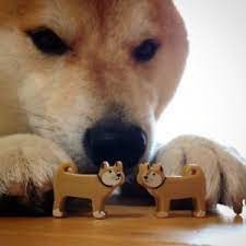 Create meme: Shiba inu bites, dog bites, doge smart
