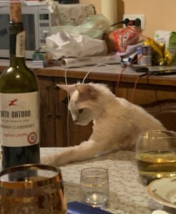 Создать мем: смешные кошки, толстый кот с вином, кот алкаш игрушка