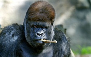 Create meme: photo monkey funny, Silverback Gorilla, gorilla