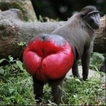 Create meme: monkey with red ass, monkey with red ass, butt monkey