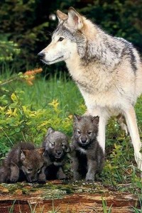 Создать мем: волков и, волк и волчонок животное, семья волков фото