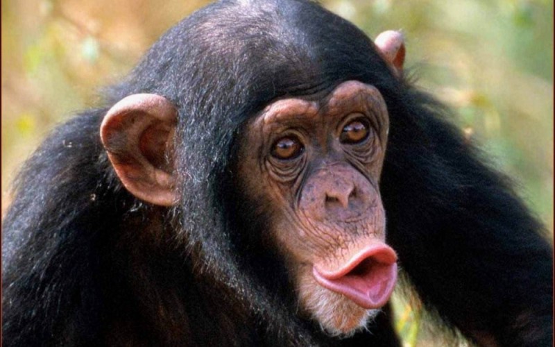 Создать мем: самец шимпанзе, шимпанзе губы, шимпанзе мем