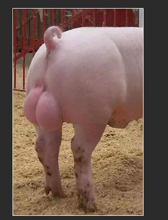 Создать мем: порода свиней белорусская мясная, крупная белая порода свиней, гемпширская порода свиней