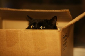 Создать мем: черный кот, кот прячется, бомбейская кошка