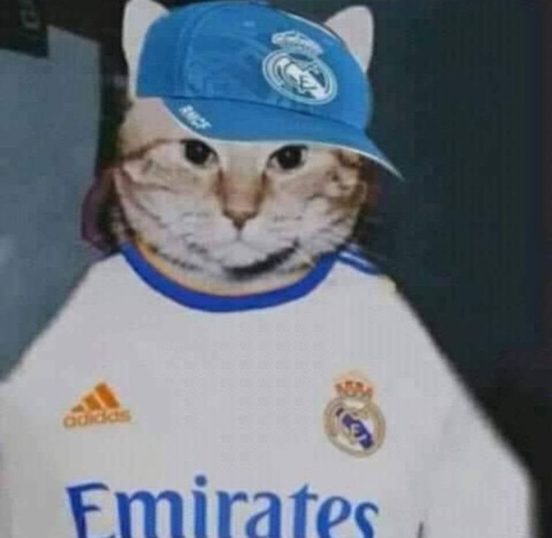 Create meme: the cat in the Adidas, cool adidas cats, the trick 