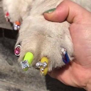 Create meme: the caps on the nails for dogs, pictures of dogs on nails, manicure with dogs photos