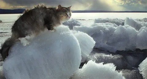 Создать мем: замерзшие кошки, кот на льду, арктическая кошка