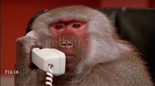 Create meme: meme of a monkey with a phone, a monkey with a phone handset, the monkey is talking on the phone