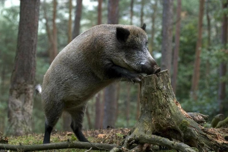 Create meme: forest animals, the boar is an animal, wild boar in the forest