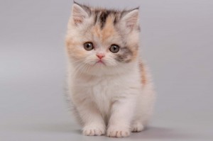 Создать мем: шотландский прямоухий котенок, экзотическая короткошерстная кошка, кошка экзот