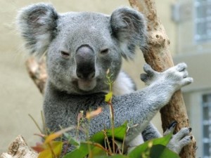 Создать мем: животные, злая коала, koala