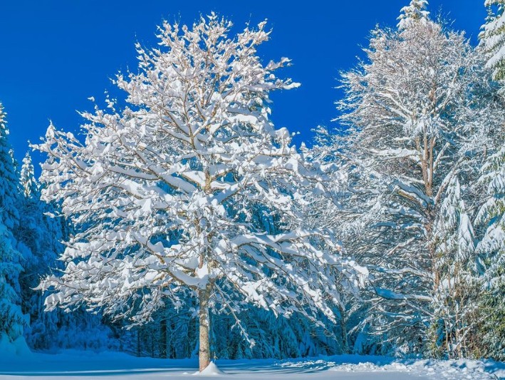 Создать мем: снежные деревья, природа зима, зимние деревья в синеве