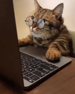 Create meme: cat for laptop, smart cat, cat funny