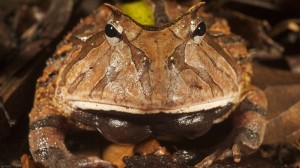 Создать мем: малайская рогатая лягушка, лягушка рогатая ceratophrys cornuta, рогатые лягушки