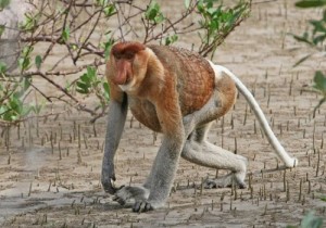 Создать мем: картинка proboscis monkey, обезьяна носач с острова борнео, обезьяна кахау