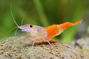 Create meme: Shrimp