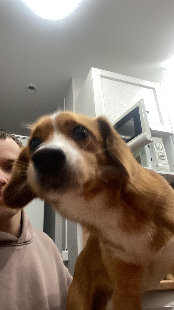 Create meme: Beagle dog, funny animals , the dog is smiling