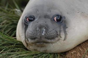 Create meme: Seal crying