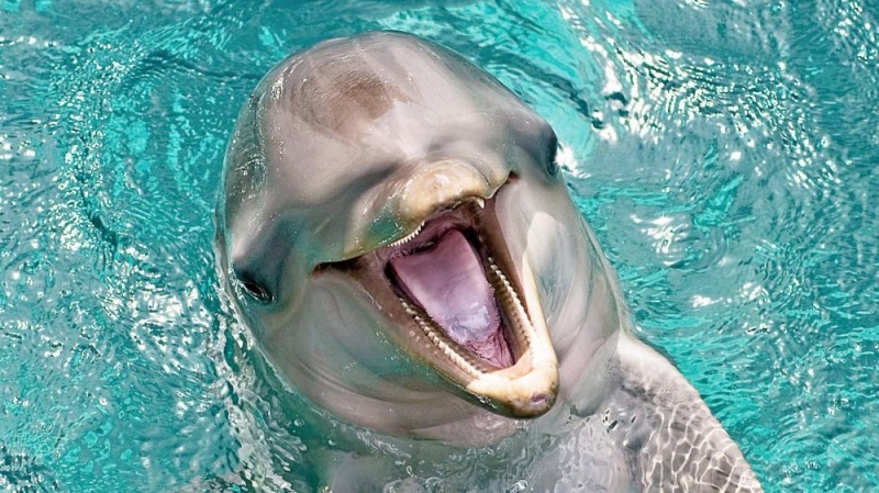 Создать мем: дельфин, язык дельфинов, дельфины