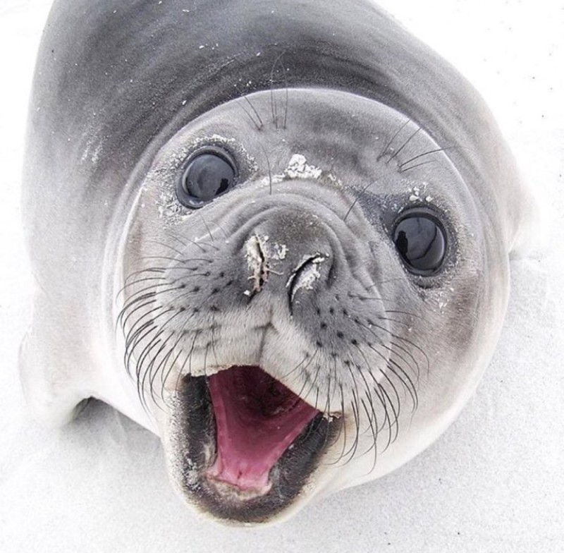 Создать мем: грустный тюлень, веселый тюлень, ожидающий тюлень