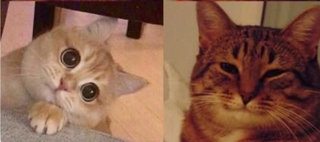 Создать мем: коты мемы, довольный кот мем, мемы с котами