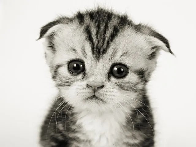 Create meme: animals cute, cat , crying kitten