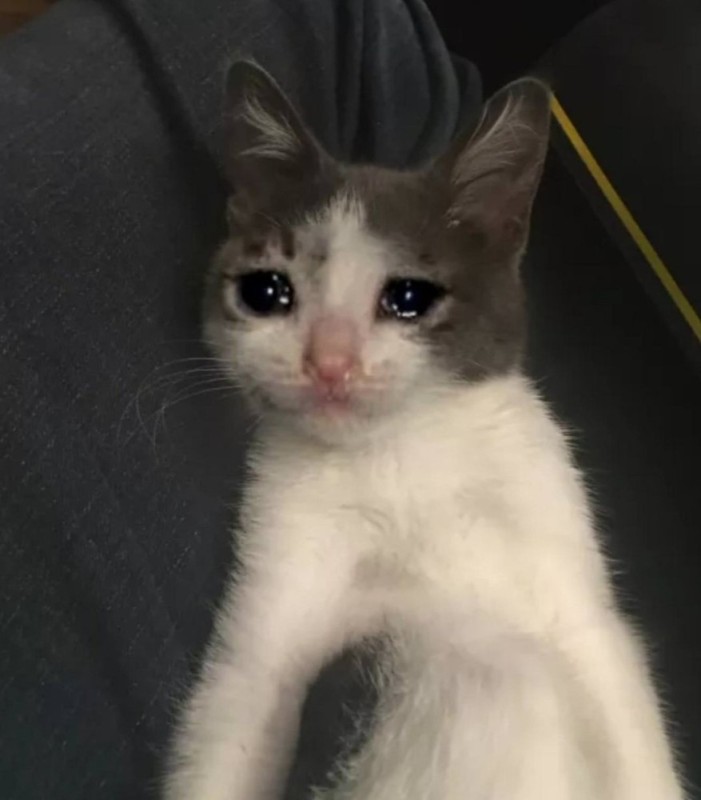 Create meme: crying kitten meme, crying cat, cat sad