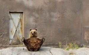 Create meme: bear, yoga animals, yogi bear