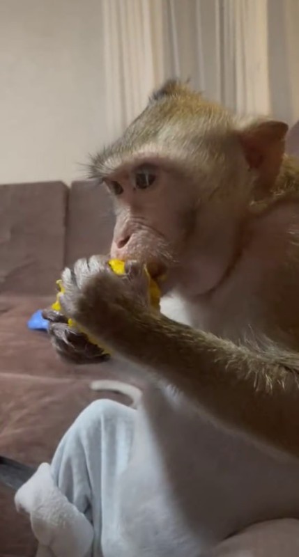 Создать мем: обезьяна в интернете, обезьяна с бананом, обезьяна ест манго
