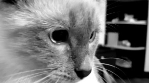 Create meme: the cat's whiskers, cat, cat