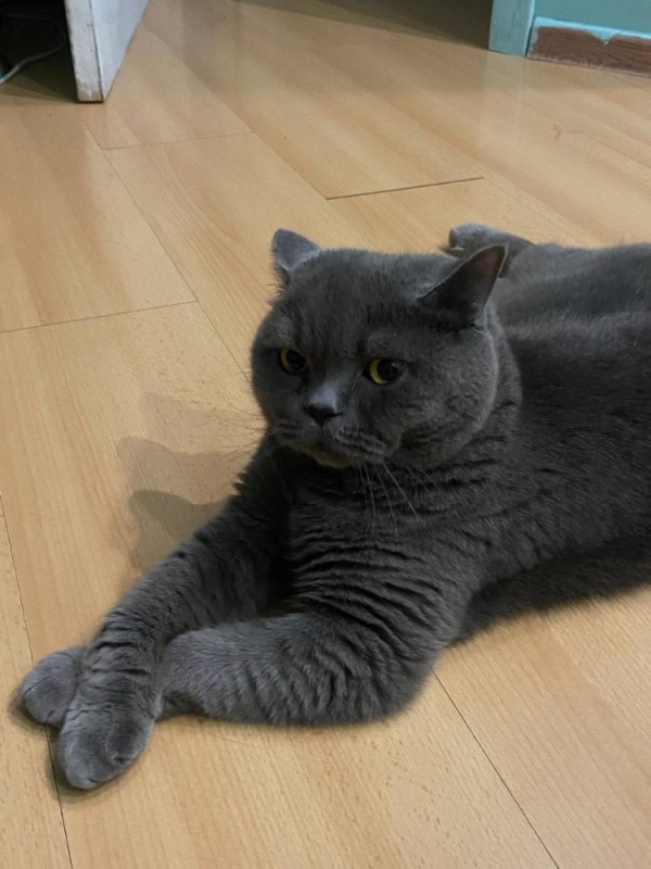 Create meme: the British cat is straight-eared gray, Scottish straight cat, British cat 
