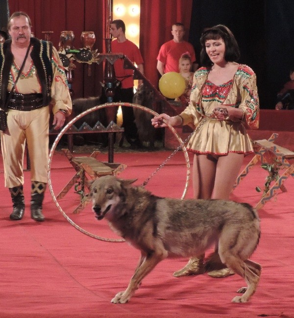 Create meme: the wolf in the circus, The circus wolf, wolf circus acts