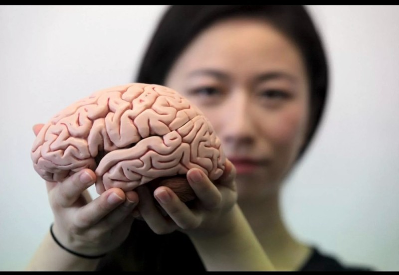Create meme: brain , the human brain, A man with a brain