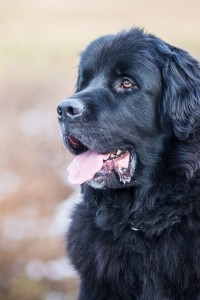 Create meme: breed Newfoundland, Newfoundland