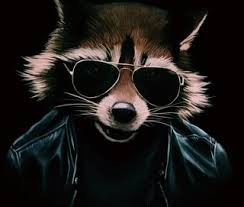 Create meme: raccoon art, raccoon with glasses picture, raccoon pictures on the avu