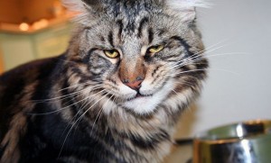 Create meme: raccoon Maine Coon