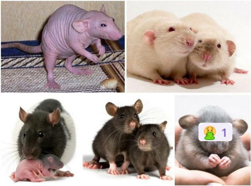 Create meme: pet rat, bald rat dumbo, rat Sphinx 