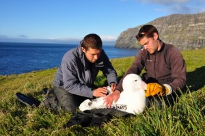 Создать мем: защита птиц, помощь птицам, albatross chick