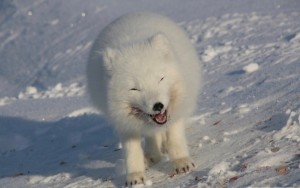 Create meme: white Fox, Fox