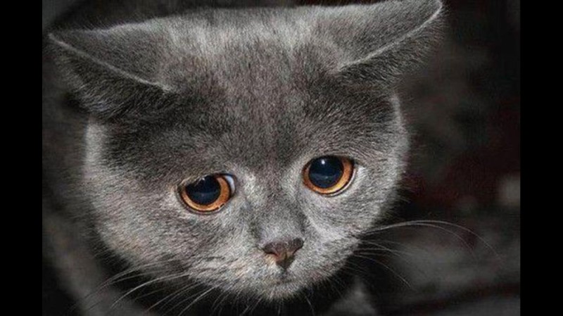 Создать мем: печальный котик, грустный серый кот, мем грустный котик
