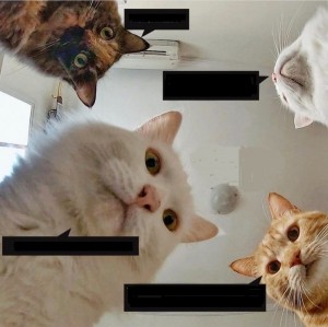 Create meme: Natasha and cats memes, cute cat, memes with a cat