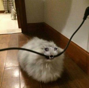 Create meme: the cat bites the cord, the cat biting the cable, dog