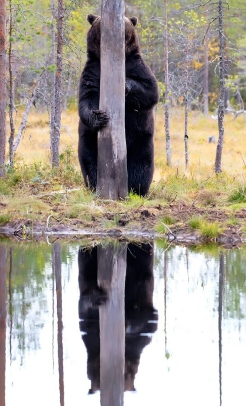 Create meme: brown bear in Karelia, bear in the taiga, bear in the woods